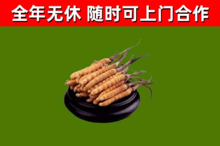 土默特右区回收散虫草