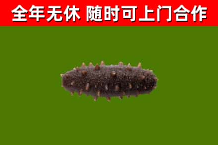 土默特右区回收海参干